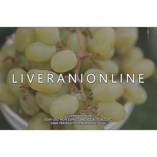 SITUATION UVA AGENZIA ALDO LIVERANI