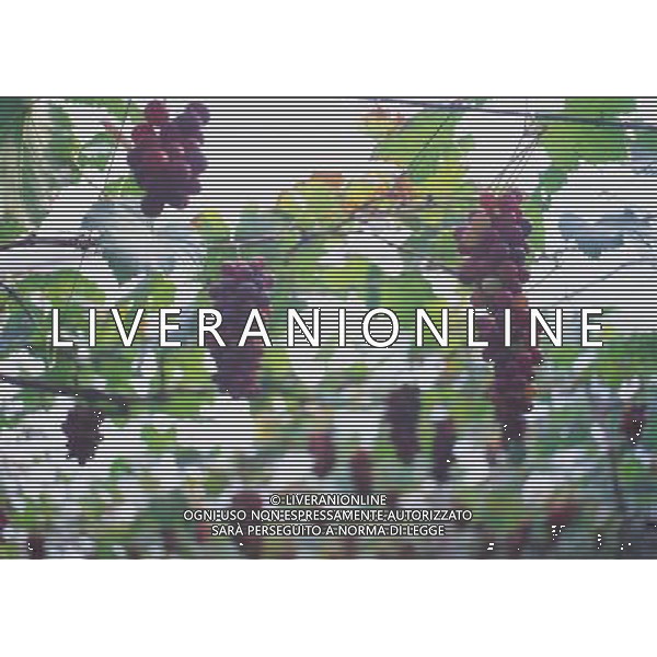 FRUTTA 2004 NELLA FOTO UVA SITUATION AGENZIA ALDO LIVERANI