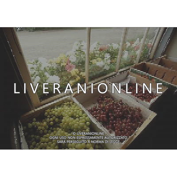 FRUTTA 2004 NELLA FOTO SITUATION UVA AGENZIA ALDO LIVERANI