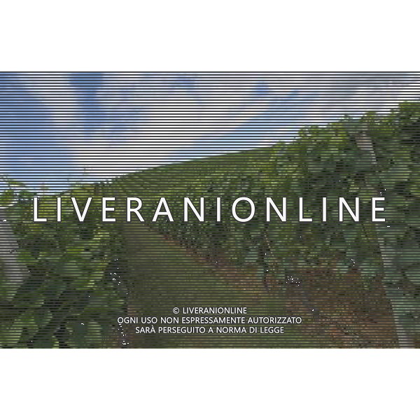 FRUTTA 2004 NELLA FOTO VIGNETI SITUATION AGENZIA ALDO LIVERANI