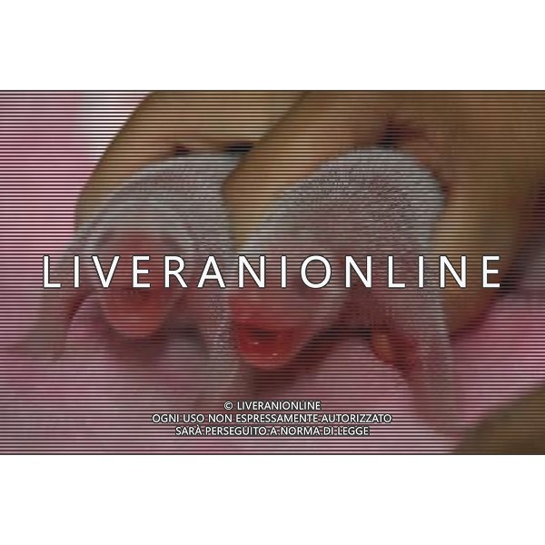 (110805) CHENGDU, Aug. 5, 2011 New born heterosexual panda twin cubs are seen in an incubator at the Chengdu Research Base of Giant Panda Breeding in Chengdu, southwest China\'s Sichuan Province, Aug. 4, 2011. \'Qichen\', a 12 year old gaint panda, gave birth to a pair of heterosexual twins here Thursday. (/Jiang Jinghong) (ljh)