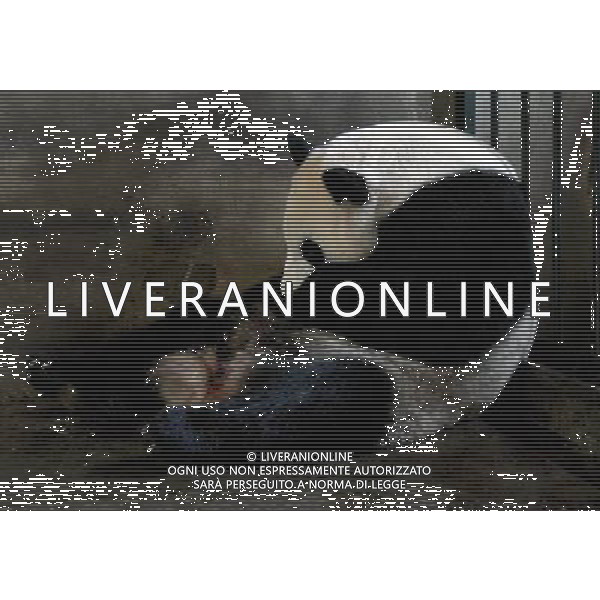 (110805) CHENGDU, Aug. 5, 2011 Giant Panda \'Qizhen\' rests in her cage at the Chengdu Research Base of Giant Panda Breeding in Chengdu, southwest China\'s Sichuan Province, Aug. 5, 2011. \'Qizhen\', a 12 year old gaint panda, gave birth to this year\'s first pair of heterosexual twins here Thursday. (/Jiang Jinghong) (ljh)