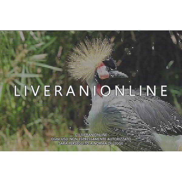 A Crowned crane in Jerusalem Biblical Zoo, Jerusalem Israel.