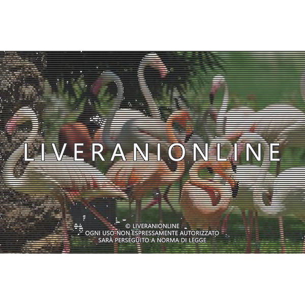 Flamingos or flamingoes in Jerusalem Biblical Zoo, Jerusalem Israel.