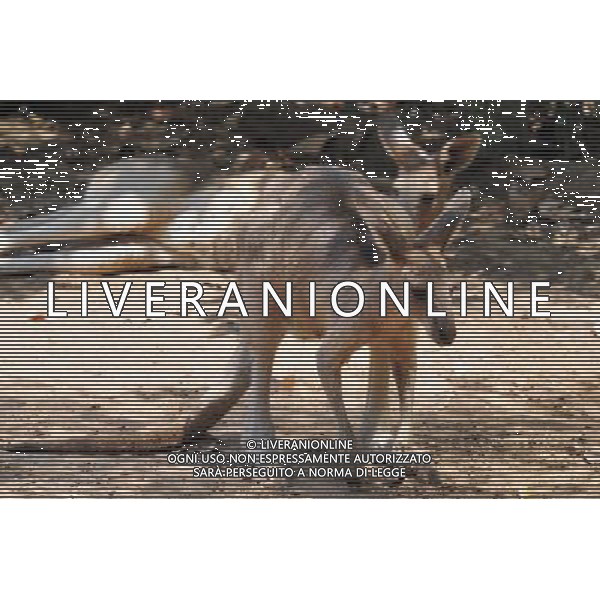 Western Grey Kangaroo in Jerusalem Biblical Zoo, Jerusalem Israel.