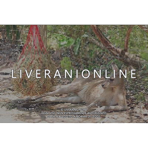 Western Grey Kangaroo in Jerusalem Biblical Zoo, Jerusalem Israel.