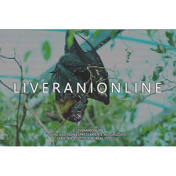 Egyptian fruit bat on a tree in Jerusalem Biblical Zoo, Jerusalem Israel.