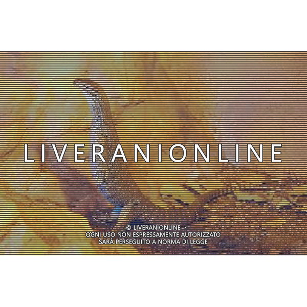 Monitor lizard in Jerusalem Biblical Zoo, Jerusalem Israel.