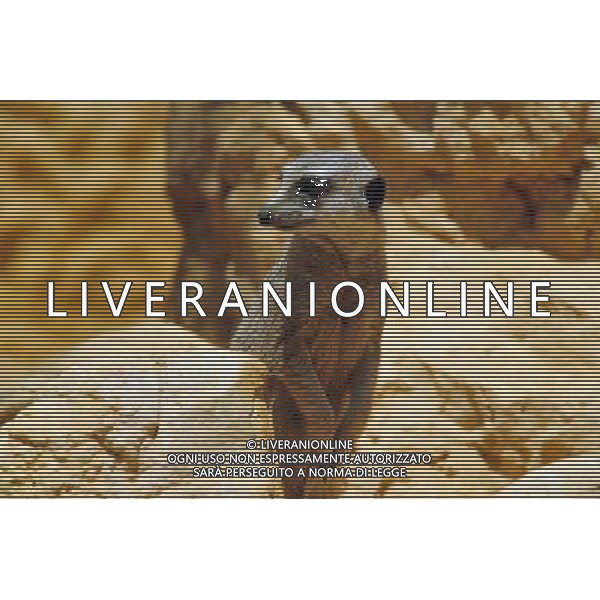 Ring-tailed lemur in Jerusalem Biblical Zoo, Jerusalem Israel.