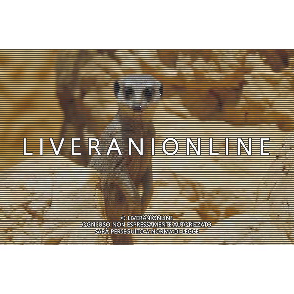 Ring-tailed lemur in Jerusalem Biblical Zoo, Jerusalem Israel.