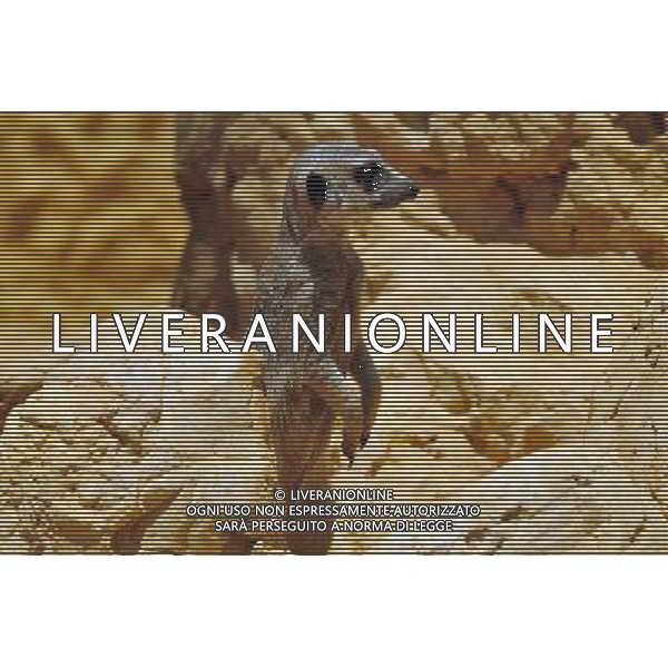 Ring-tailed lemur in Jerusalem Biblical Zoo, Jerusalem Israel.