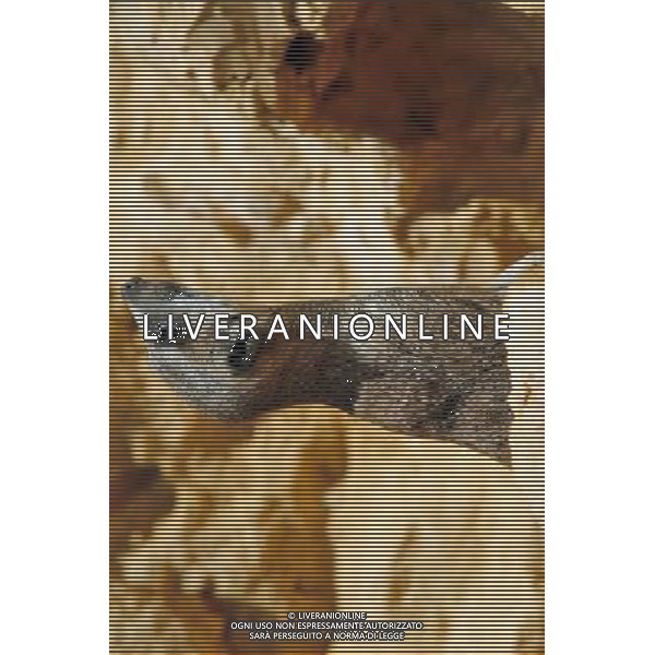 Ring-tailed lemur in Jerusalem Biblical Zoo, Jerusalem Israel.