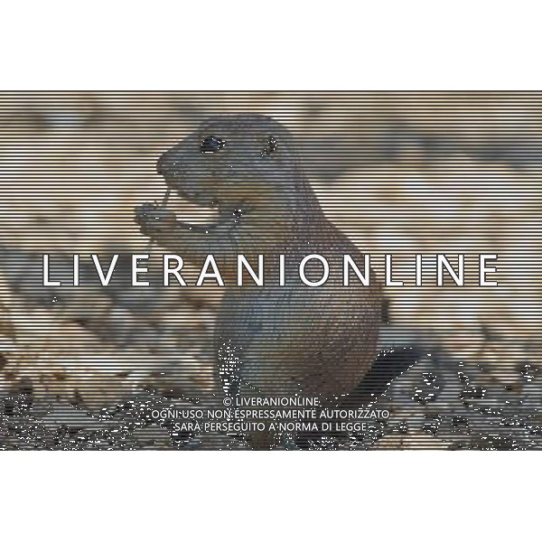 Squirrel in Jerusalem Biblical Zoo, Jerusalem Israel.