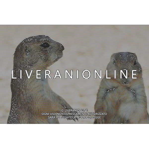 Squirrel in Jerusalem Biblical Zoo, Jerusalem Israel.