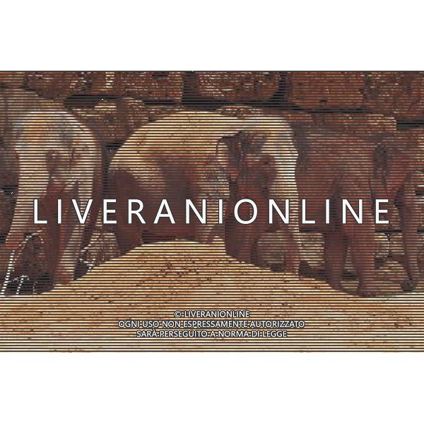 Asian Elephant in Jerusalem Biblical Zoo, Jerusalem Israel.