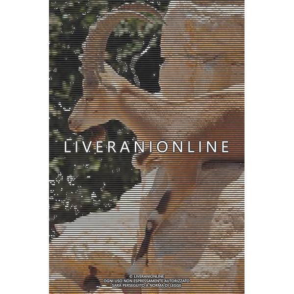 Male Nubian ibex in Jerusalem Biblical Zoo, Jerusalem Israel.