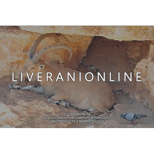 Male Nubian ibex in Jerusalem Biblical Zoo, Jerusalem Israel.