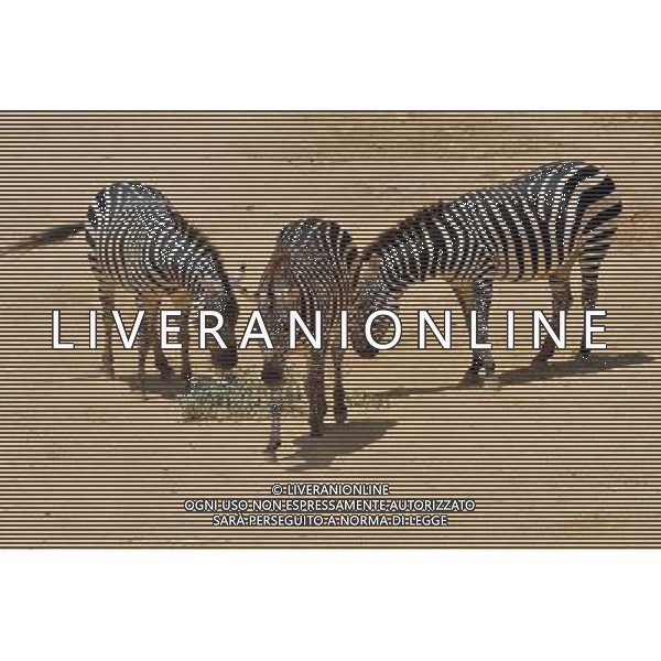 Zebra in Jerusalem Biblical Zoo, Jerusalem Israel.