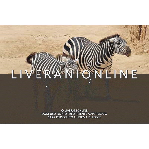 Zebra in Jerusalem Biblical Zoo, Jerusalem Israel.