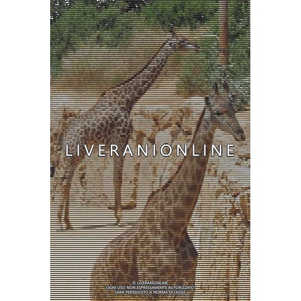 Giraffe in Jerusalem Biblical Zoo, Jerusalem Israel.