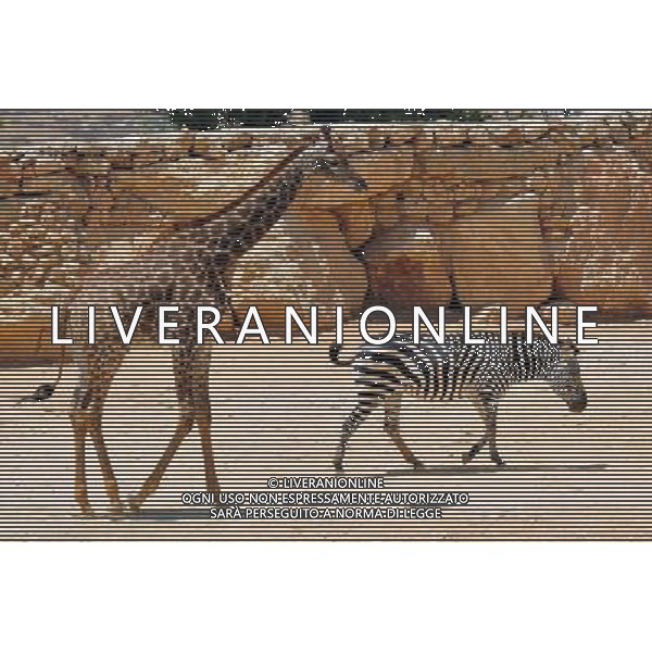 Giraffe and a zebra in Jerusalem Biblical Zoo, Jerusalem Israel.