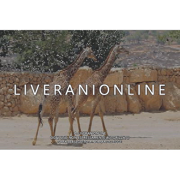 Giraffe in Jerusalem Biblical Zoo, Jerusalem Israel.