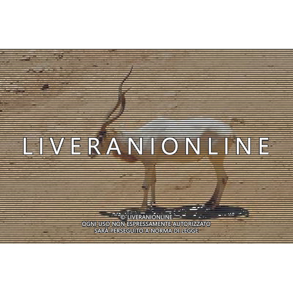 Grazing antelope in Jerusalem Biblical Zoo, Jerusalem Israel.