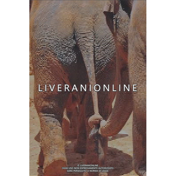 Asian Elephant in Jerusalem Biblical Zoo, Jerusalem Israel.