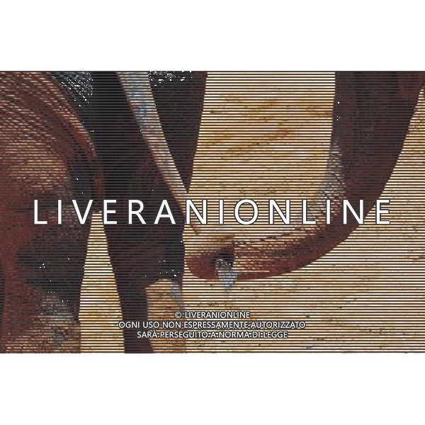 Asian Elephant in Jerusalem Biblical Zoo, Jerusalem Israel.