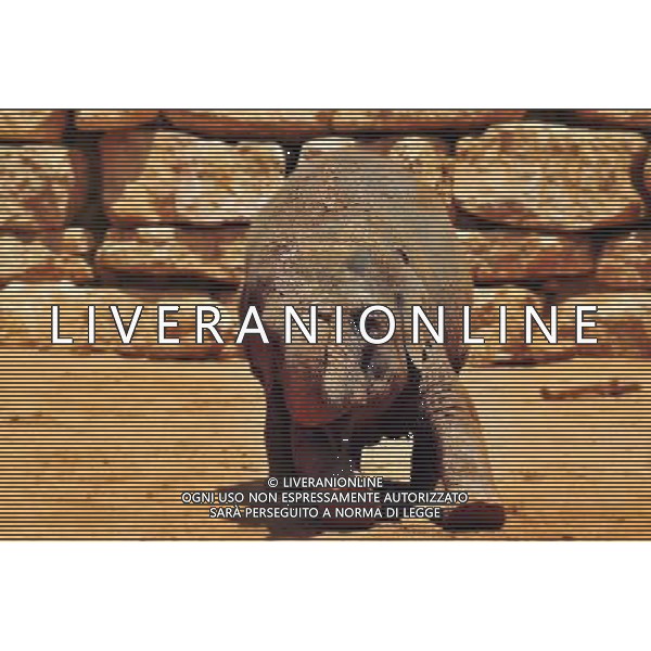 Asian Elephant in Jerusalem Biblical Zoo, Jerusalem Israel.