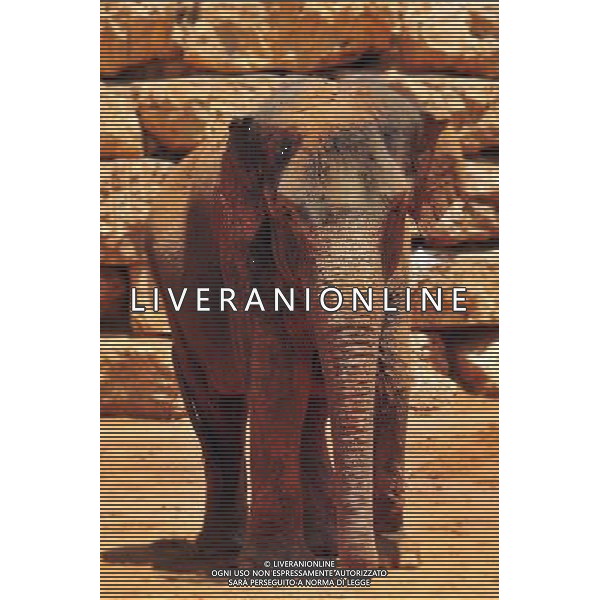 Asian Elephant in Jerusalem Biblical Zoo, Jerusalem Israel.