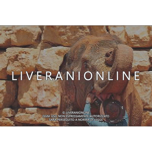 Asian Elephant in Jerusalem Biblical Zoo, Jerusalem Israel.