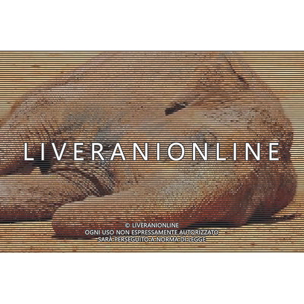 Asian Elephant in Jerusalem Biblical Zoo, Jerusalem Israel.