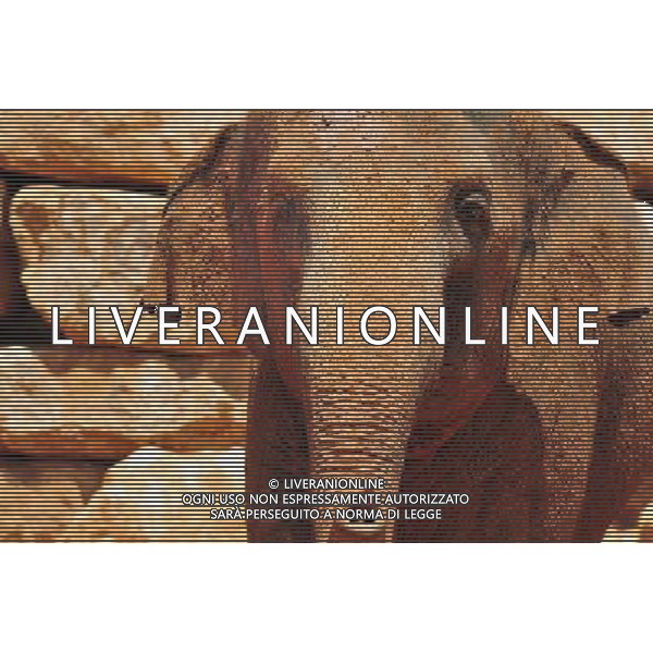 Asian Elephant in Jerusalem Biblical Zoo, Jerusalem Israel.