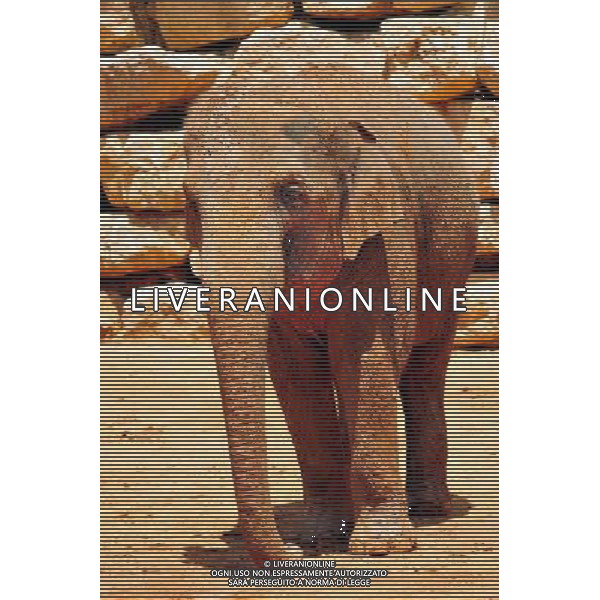 Asian Elephant in Jerusalem Biblical Zoo, Jerusalem Israel.