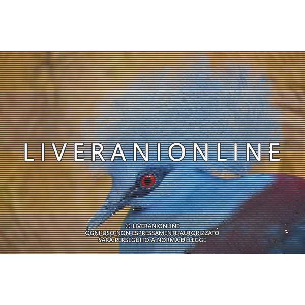 Blue Bird in Jerusalem Biblical Zoo, Jerusalem Israel.