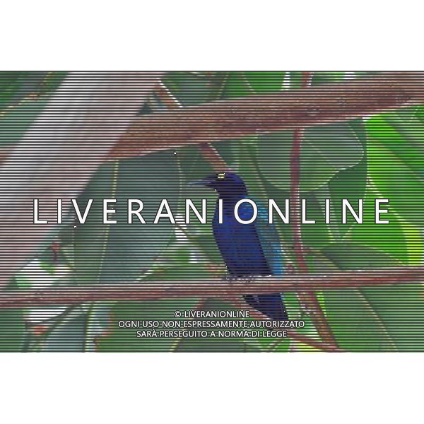 Blue Bird-of-Paradise in Jerusalem Biblical Zoo, Jerusalem Israel.