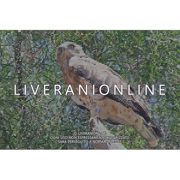 A Short-toed Snake Eaglein Jerusalem Biblical Zoo, Jerusalem Israel.