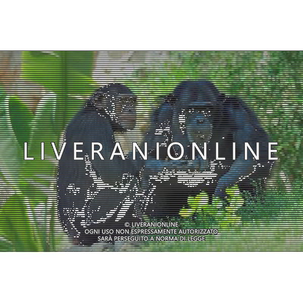 Chimpanzee in Jerusalem Biblical Zoo, Jerusalem Israel.