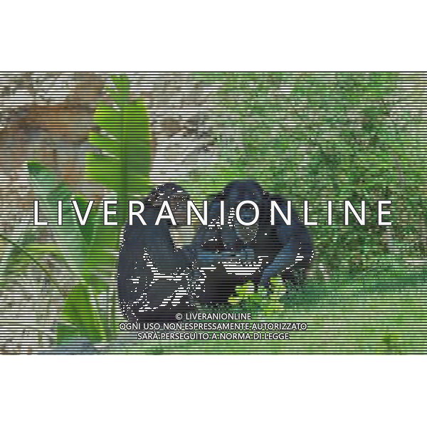 Chimpanzee in Jerusalem Biblical Zoo, Jerusalem Israel.