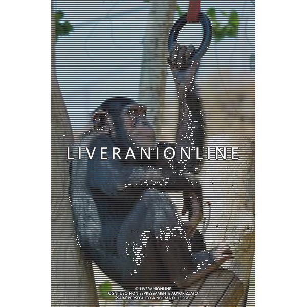 Chimpanzee in Jerusalem Biblical Zoo, Jerusalem Israel.