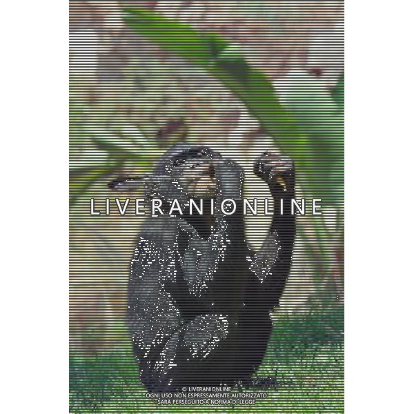 Chimpanzee in Jerusalem Biblical Zoo, Jerusalem Israel.