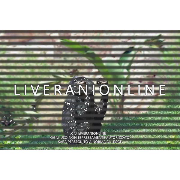 Chimpanzee in Jerusalem Biblical Zoo, Jerusalem Israel.