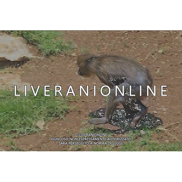 Baboon in Jerusalem Biblical Zoo, Jerusalem Israel.