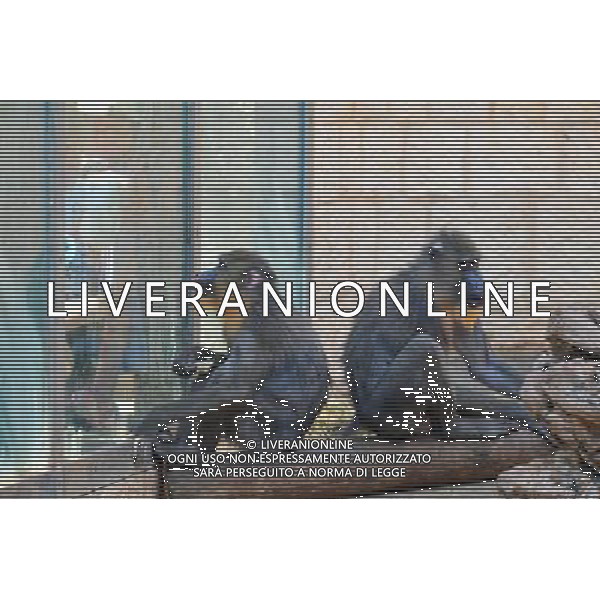 Baboon in Jerusalem Biblical Zoo, Jerusalem Israel.