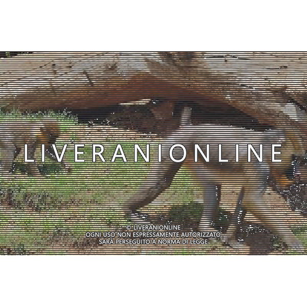 A baby Baboon and his mother in Jerusalem Biblical Zoo, Jerusalem Israel.