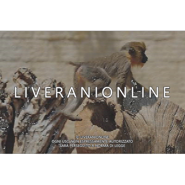 A baby Baboon in Jerusalem Biblical Zoo, Jerusalem Israel.