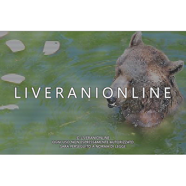 Brown bears in Jerusalem Biblical Zoo, Jerusalem Israel.