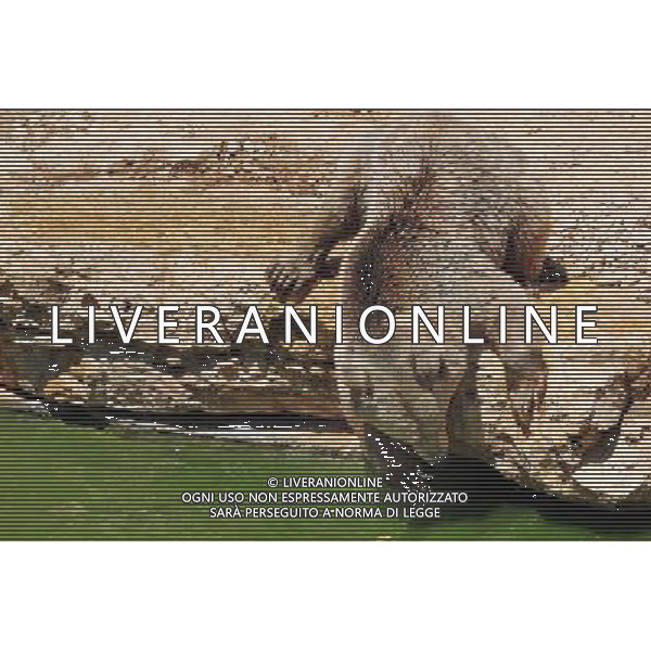 Brown bears in Jerusalem Biblical Zoo, Jerusalem Israel.