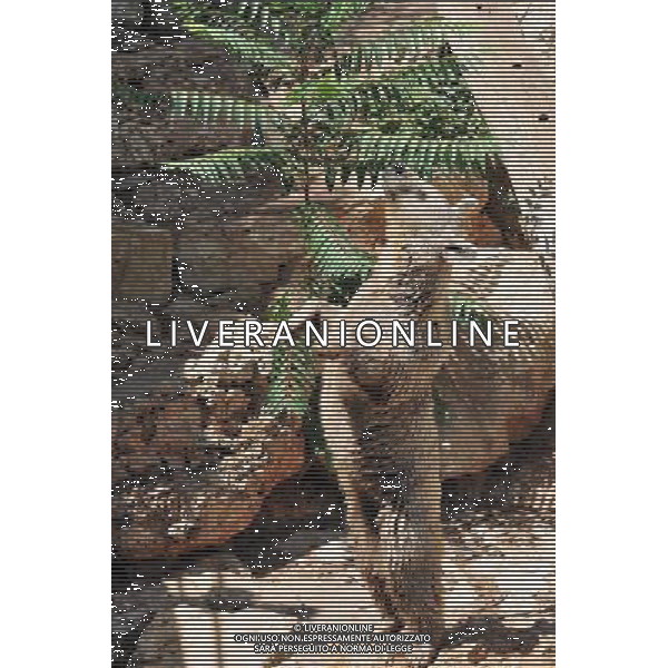 Brown bears in Jerusalem Biblical Zoo, Jerusalem Israel.